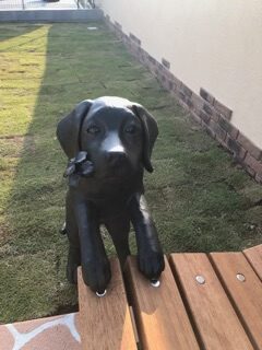 【子犬】o17